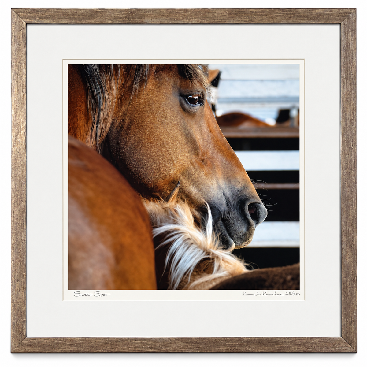 Kevin Kehoe
Sweet Spot
$1,700 - 27.5x28.5 - Framed Print