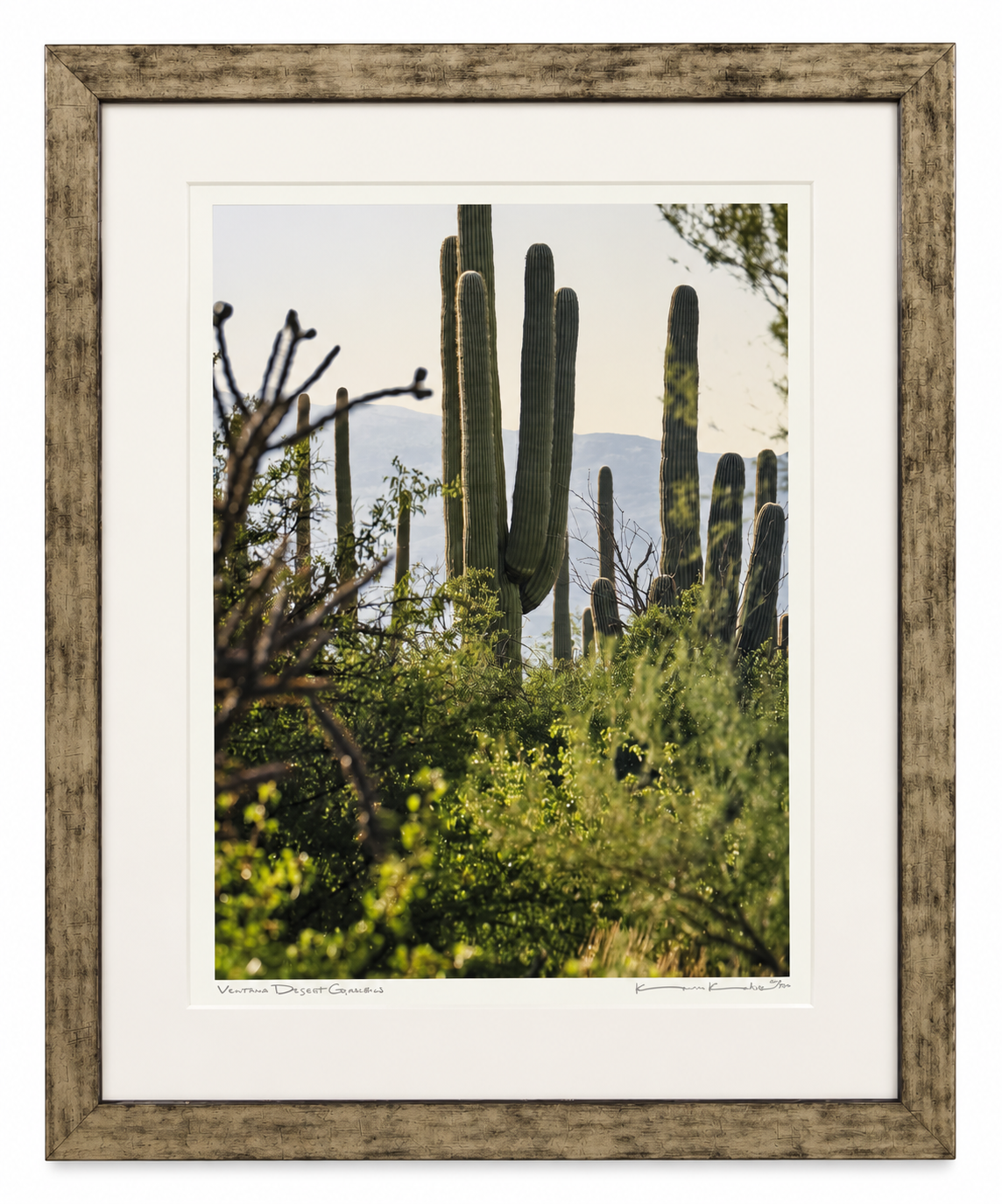 Kevin Kehoe
Ventana Desert Garden
$2,000 - 28x35 - Framed Print